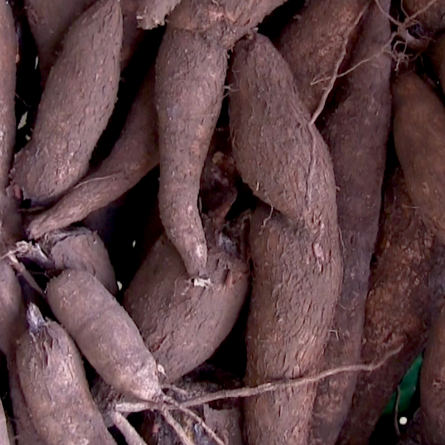 Le manioc aura sa conférence au Bénin en juin