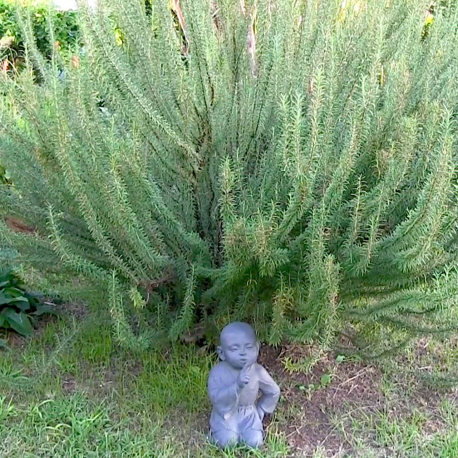 « C’est aussi un jardin éducatif »